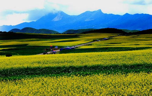 太安万亩洋芋花油菜花盛放迎客