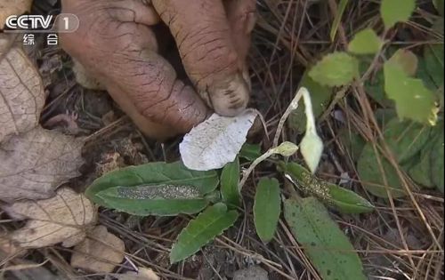 丽江又上央视这次是因为一株草