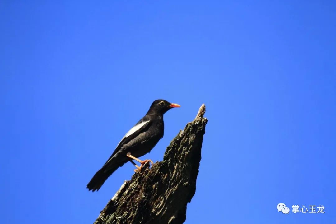 关于麻雀的知识介绍 00304104977_f99353e4.jpg