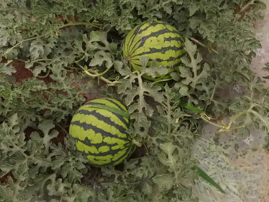 西瓜是怎么种成的 00306204258_b7293630.jpg