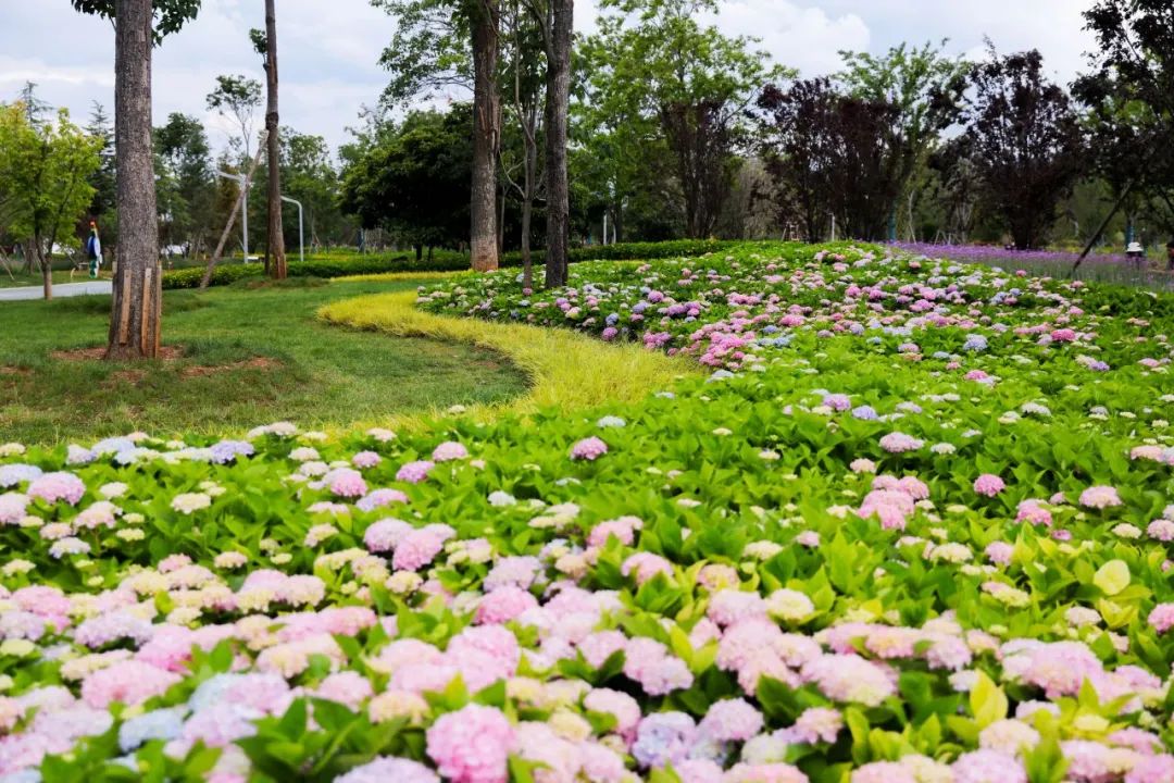 夏天什么花开的季节 00306300076_0c512d05.jpg