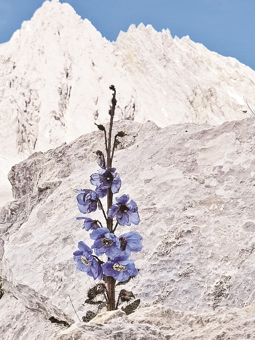 玉龙雪山的奇花异草实力圈粉