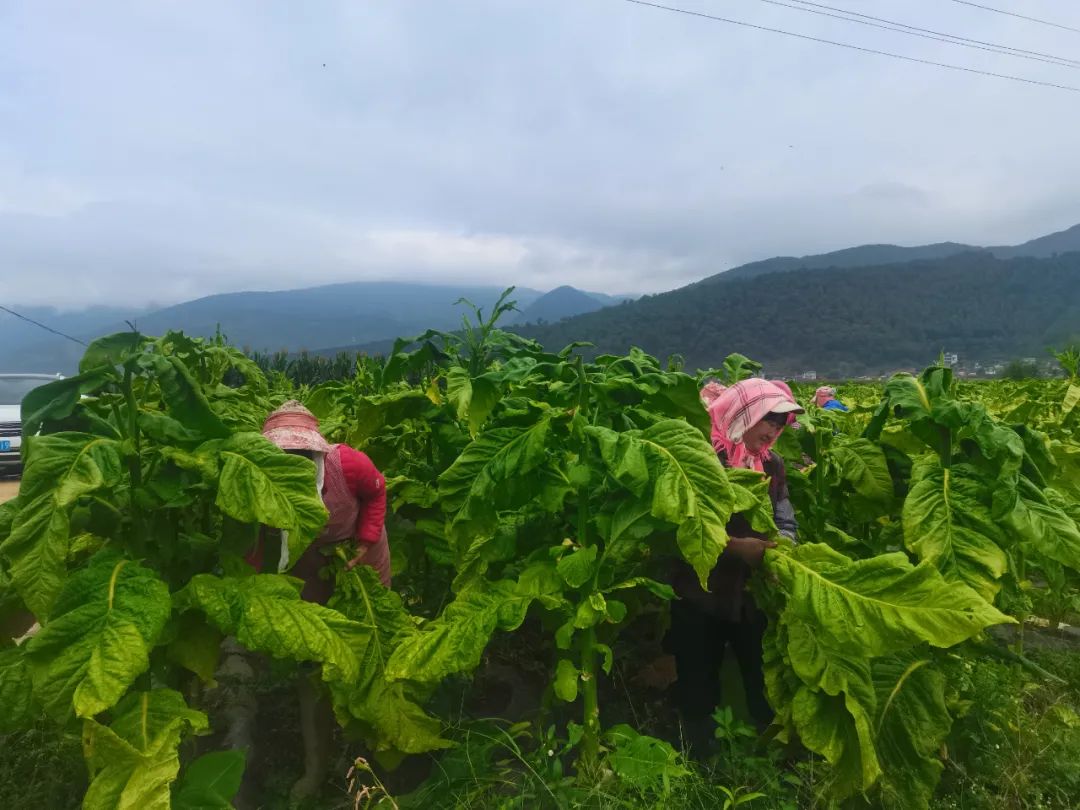 永胜县两万多亩烤烟采销忙