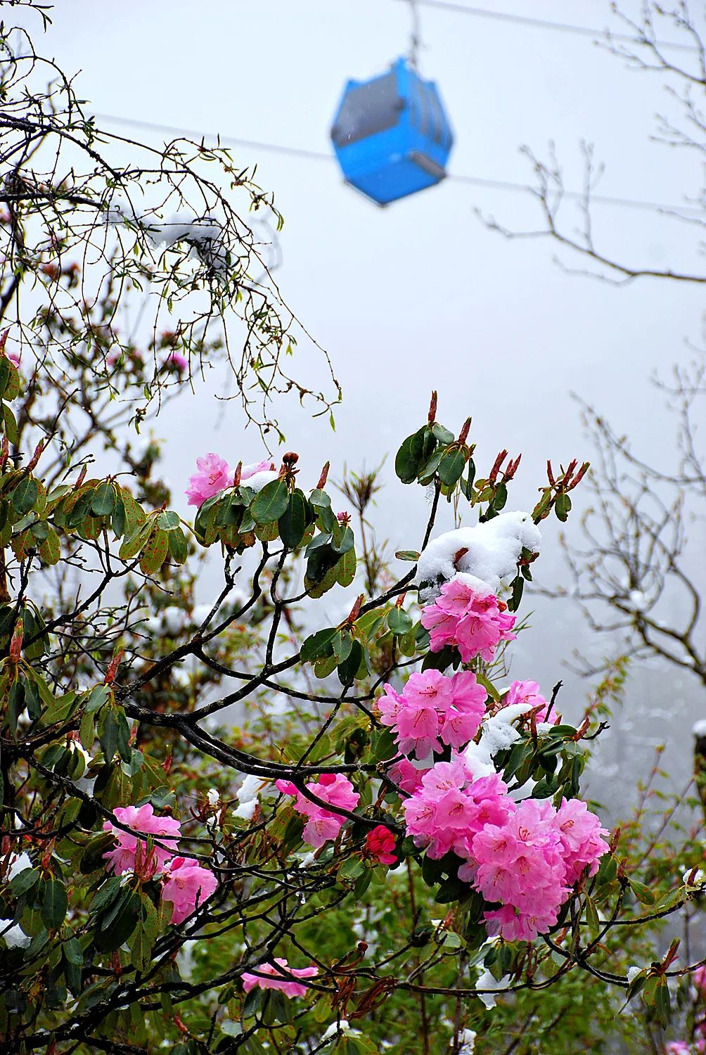 雪山杜鹃花照片图片