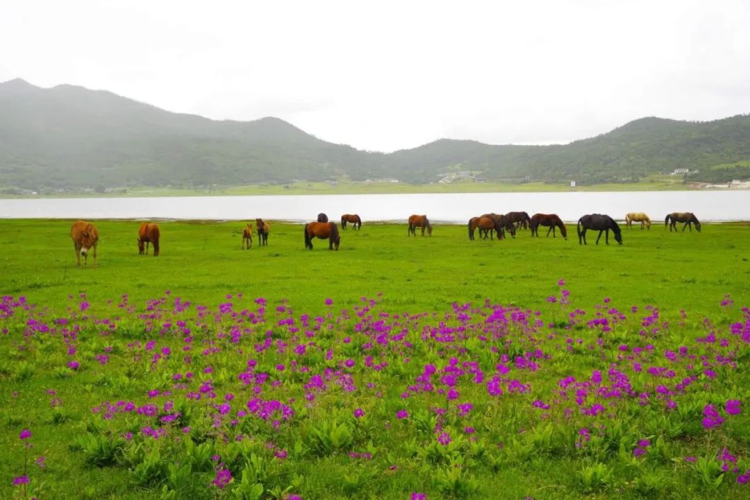 夏日丽江文海美如画