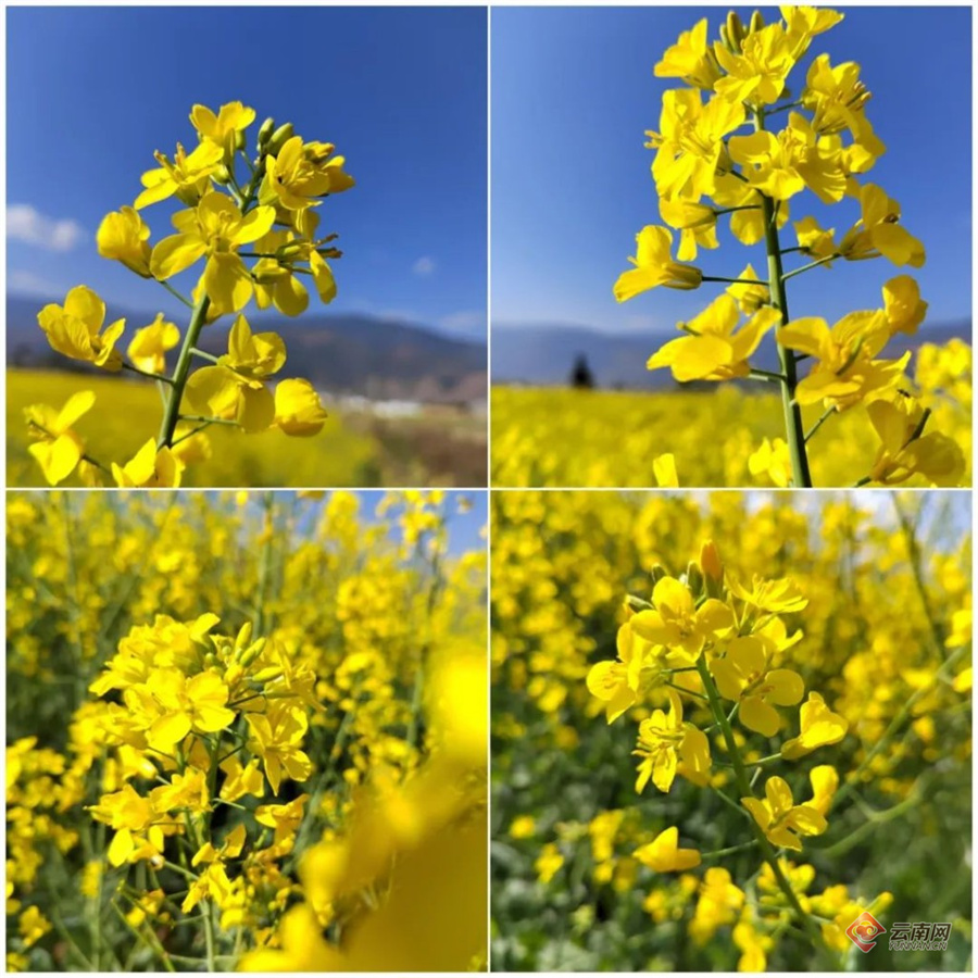 江油市永胜镇油菜花图片