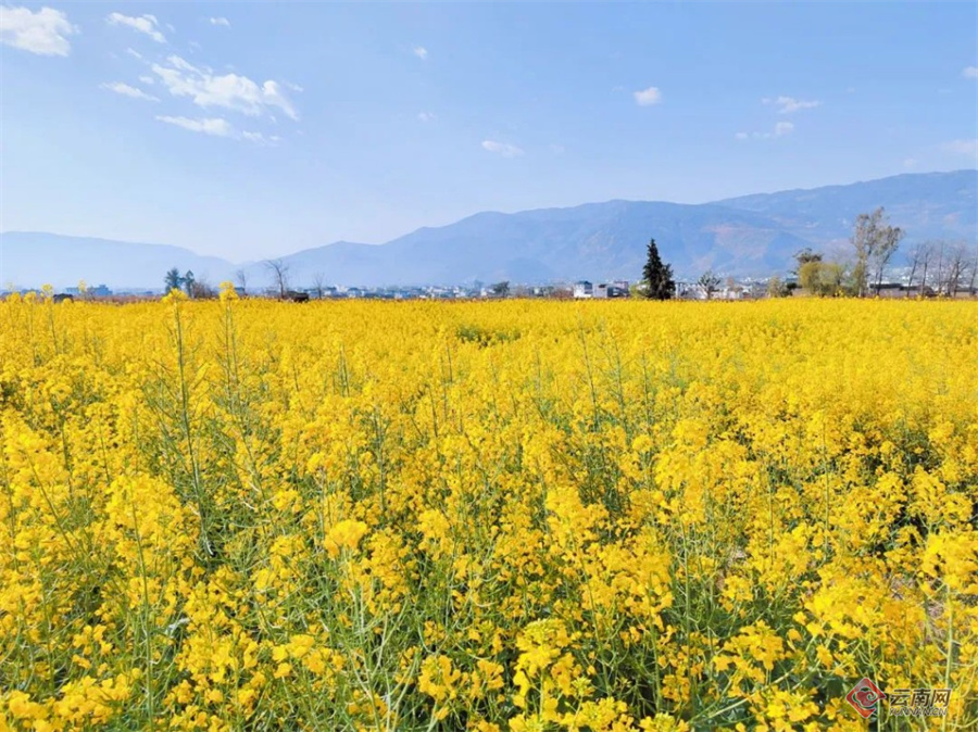 江油市永胜镇油菜花图片