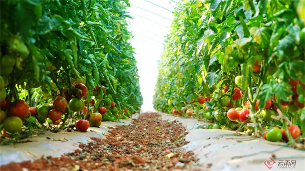 "王和海说,这几年经过品种改良,提升管理技术,番茄产出稳定,亩产可以