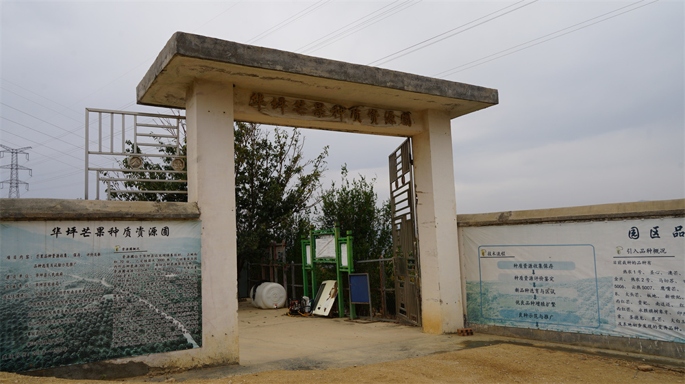 培育优质品种,科技助力华坪芒果产业发展_要闻_丽江频道_云南网