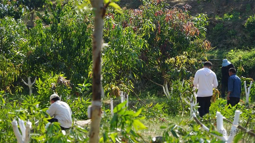 华坪:立足优势闯出绿色发展之路_要闻_丽江频道_云南网