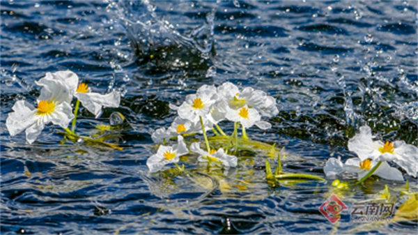 拉市海数字技术守护湿地精灵