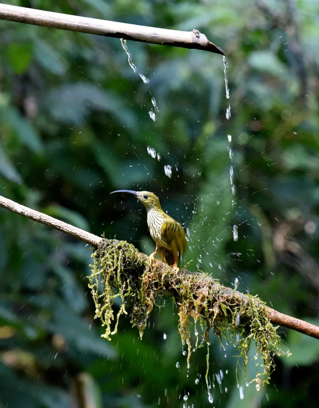 感受丽江生物多样性之美