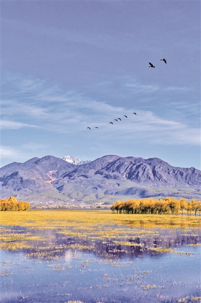 镜头中的拉市海湿地之美